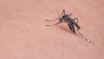 zika virus mosquito