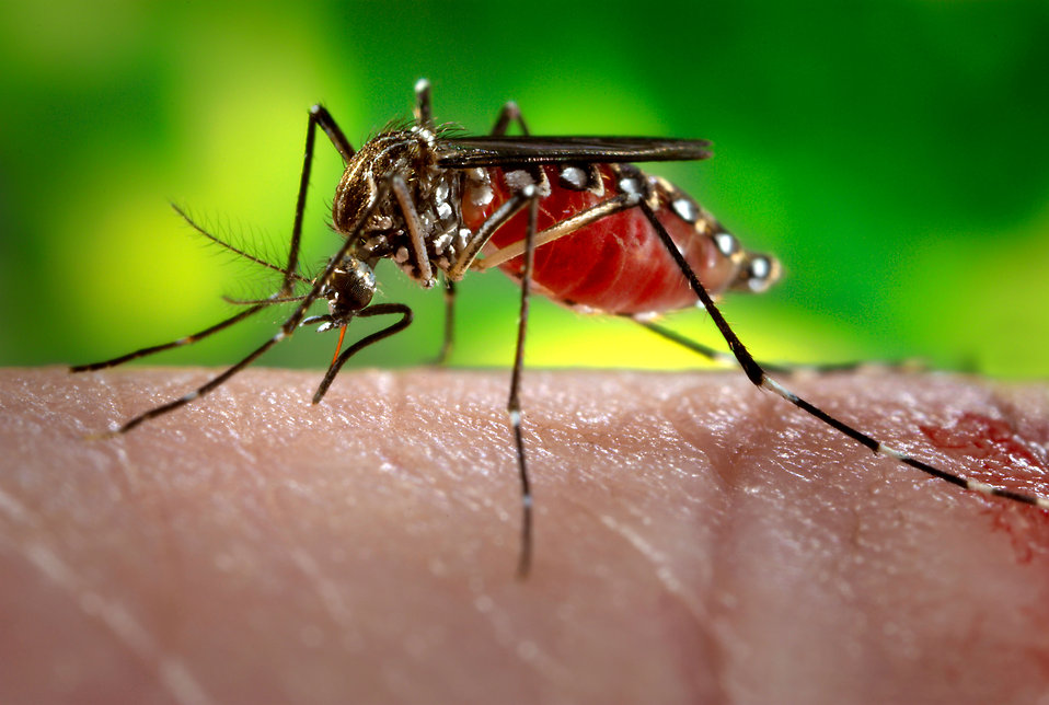 The latest on Zika Virus and Canadian travellers