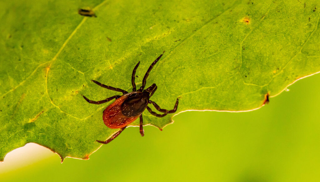 Lyme Disease on the Rise in Canada