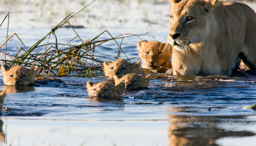 Adventure travel: Mother lion and six cubs swimming across river